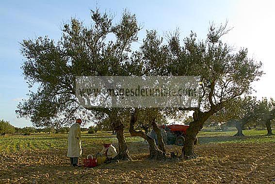djerba;houmt;souk;ile;jerba;campagne;champs;olivier;paysan;agriculture;the;