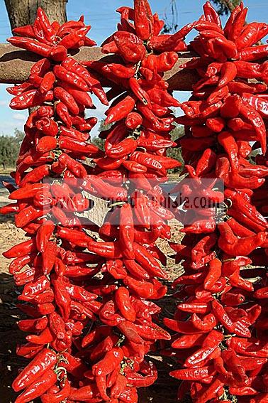 agriculture;campagne;pice;piment;piment;rouge;harrissa;paysan;