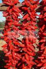 agriculture;campagne;�pice;piment;piment;rouge;harrissa;paysan;