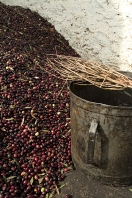 mellita;jerba;ile;djerba;tradition;agriculture;huile;huilerie;olive