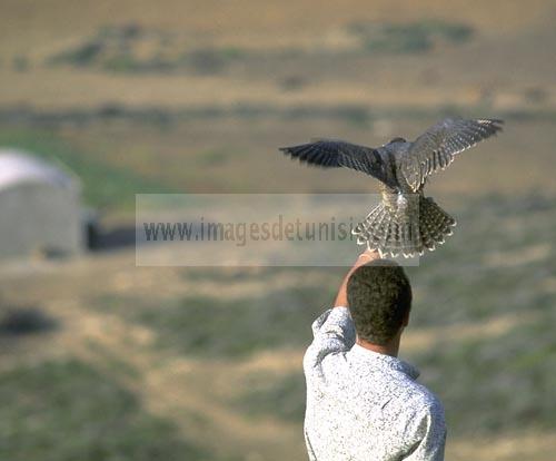 el haouaria;elevage;epervier;faucon;fauconnerie;rapace