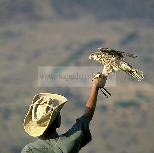 el haouaria;elevage;epervier;faucon;fauconnerie;rapace