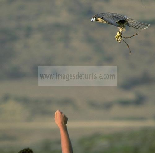 el haouaria;elevage;epervier;faucon;fauconnerie;rapace