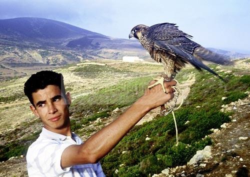 el haouaria;elevage;epervier;faucon;fauconnerie;rapace