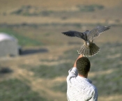 el-haouaria;elevage;epervier;faucon;fauconnerie;rapace