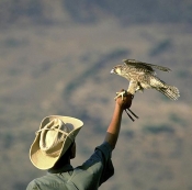 el-haouaria;elevage;epervier;faucon;fauconnerie;rapace