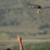 el-haouaria;elevage;epervier;faucon;fauconnerie;rapace