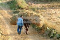 cap;bon;champs;moissons;recolte;bl;campagne;ane;