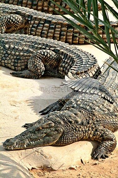 djerba;djerba;explore;ile;jerba;musee;Muse;tourisme;
