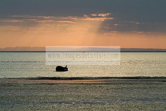 djerba;ile;jerba;guellala;soleil;paysage;mer;coucher;de;soleil;