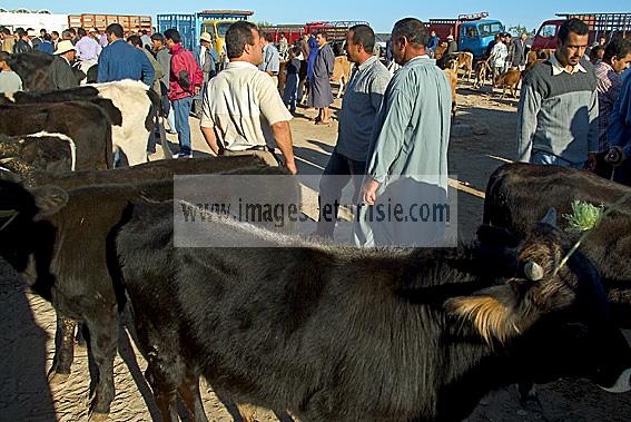 djerba;houmt;souk;ile;jerba;vache;veau;march;marche;