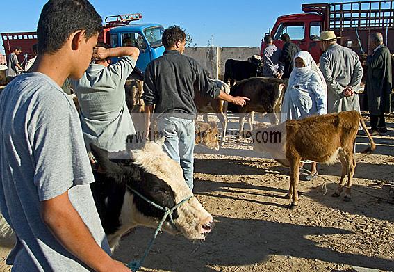 djerba;houmt;souk;ile;jerba;vache;veau;march;marche;