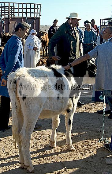 djerba;houmt;souk;ile;jerba;vache;veau;march;marche;