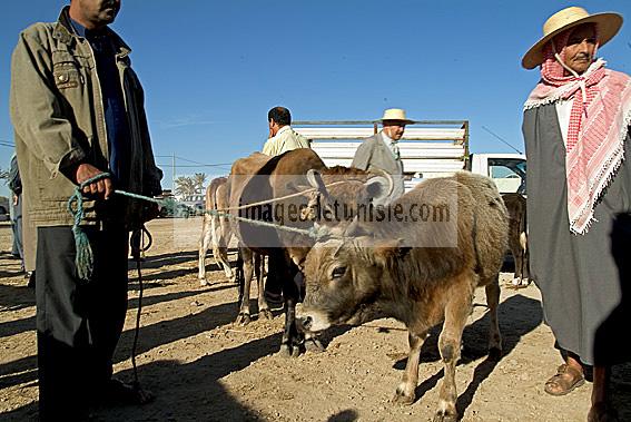 djerba;houmt;souk;ile;jerba;vache;veau;march;marche;