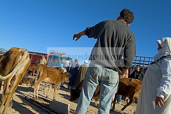 djerba;houmt;souk;ile;jerba;vache;veau;march;marche;