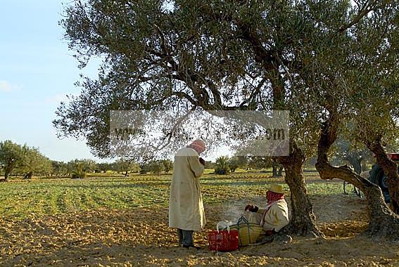 djerba;houmt;souk;ile;jerba;campagne;champs;olivier;paysan;agriculture;the;