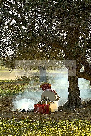 djerba;houmt;souk;ile;jerba;campagne;champs;olivier;paysan;agriculture;the;