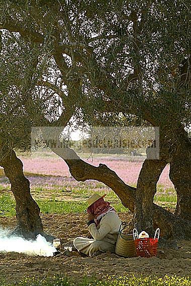 djerba;houmt;souk;ile;jerba;campagne;champs;olivier;paysan;agriculture;the;