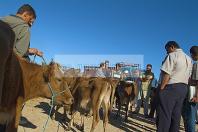 djerba;houmt;souk;ile;jerba;vache;veau;march;marche;