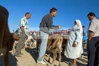 djerba;houmt;souk;ile;jerba;vache;veau;march;marche;