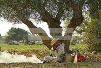 djerba;houmt;souk;ile;jerba;campagne;champs;olivier;paysan;agriculture;the;