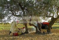 djerba;houmt;souk;ile;jerba;campagne;champs;olivier;paysan;agriculture;the;
