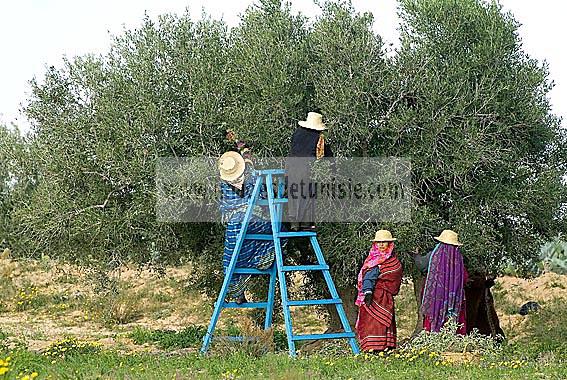 djerba;houmt;souk;ile;jerba;cueillette;olive;olivier;recolte;femme;costume;tradition;