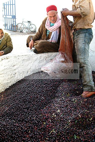 mellita;jerba;ile;djerba;tradition;agriculture;huile;huilerie;olive;