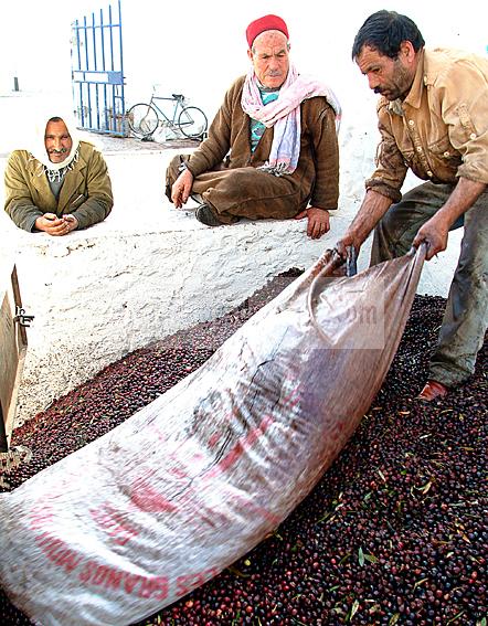 mellita;jerba;ile;djerba;tradition;agriculture;huile;huilerie;olive;