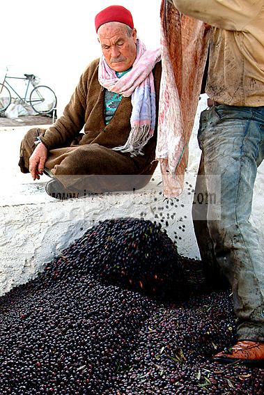 mellita;jerba;ile;djerba;tradition;agriculture;huile;huilerie;olive;