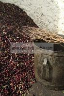 mellita;jerba;ile;djerba;tradition;agriculture;huile;huilerie;olive;