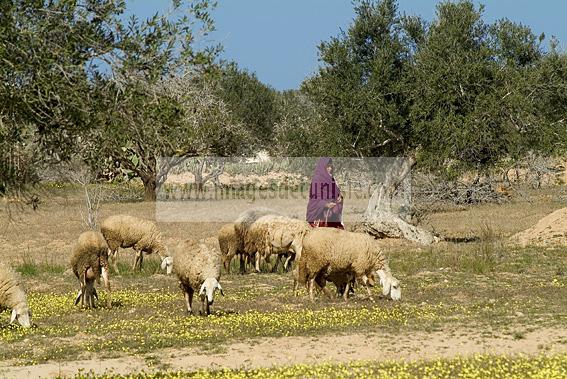 campagne;champs;djerba;ile;jerba;midoun;mouton;femme;costume;tradition;