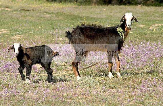 campagne;champs;djerba;ile;jerba;midoun;chvre;