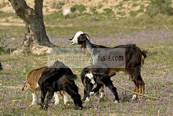 campagne;champs;djerba;ile;jerba;midoun;chvre;