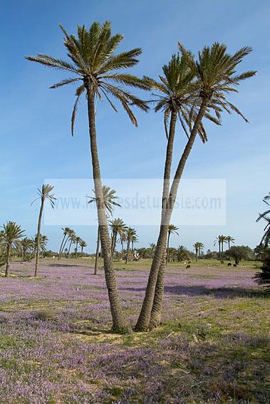 campagne;champs;djerba;ile;jerba;midoun;palmier;