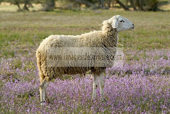 campagne;champs;djerba;ile;jerba;midoun;mouton;