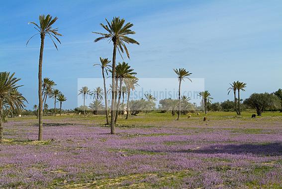 campagne;champs;djerba;ile;jerba;midoun;palmier;