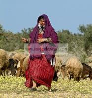 campagne;champs;djerba;ile;jerba;midoun;mouton;femme;costume;tradition;