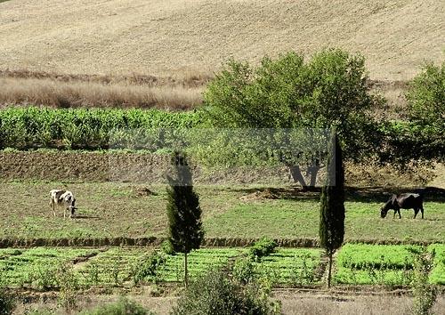 bizerte;campagne;champs