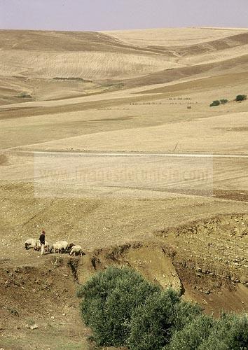 bizerte;campagne;champs