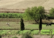 bizerte;campagne;champs