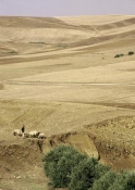 bizerte;campagne;champs