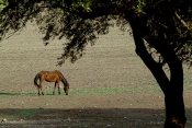 lac;parc;Reserve-naturelle;ichkeul;MusÃ©e;observation;randonnee;ecomusee