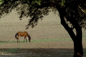 lac;parc;Reserve-naturelle;ichkeul;Musée;observation;randonnee;ecomusee