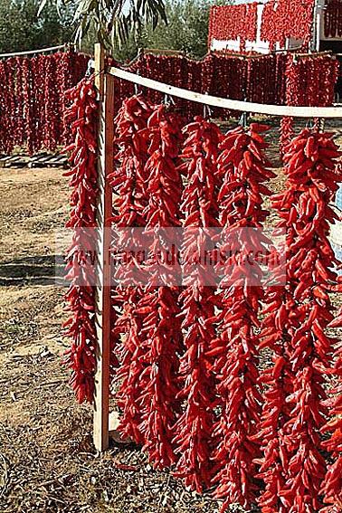 agriculture;campagne;pice;piment;piment;rouge;harrissa;paysan;