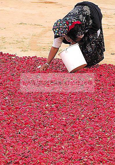 agriculture;campagne;pice;piment;piment;rouge;harrissa;paysan;