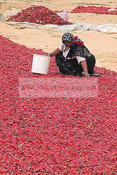 agriculture;campagne;pice;piment;piment;rouge;harrissa;paysan;