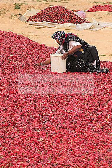 agriculture;campagne;pice;piment;piment;rouge;harrissa;paysan;