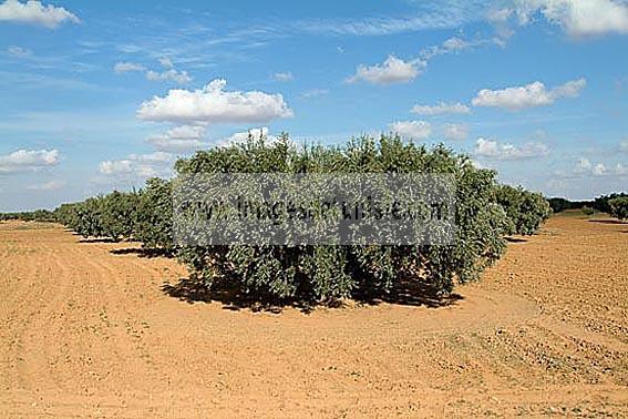 agriculture;champs;olivier;campagne;