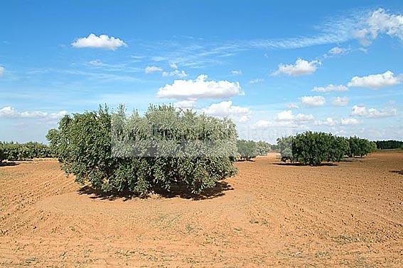 agriculture;champs;olivier;campagne;